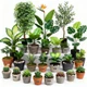 Planhigion Pot Artiffisial