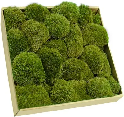 Ball Moss Cadw